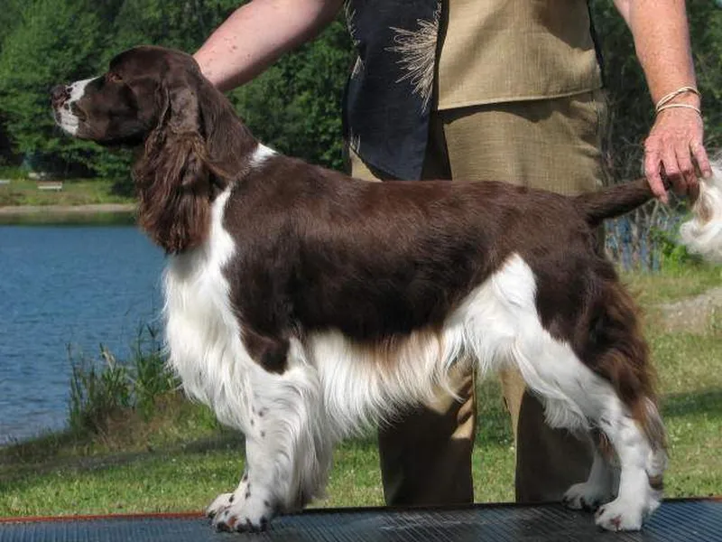 Adamants True Fashion