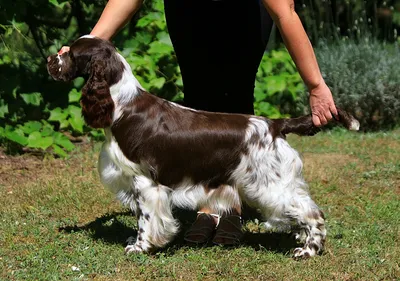JPLCh JROMCh Eastriding Royal Player