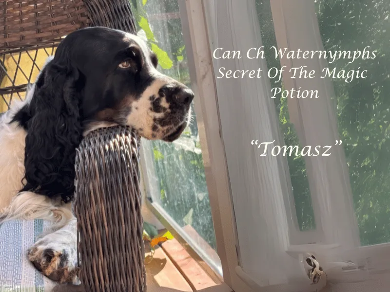 Can Ch Waternymphs Secret Of The Magic Potion
